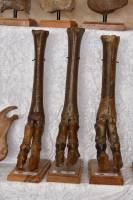 Elaphus megaloceros - Pattes antérieures (Pléistocène, 100 000 ans, Mer du Nord)
